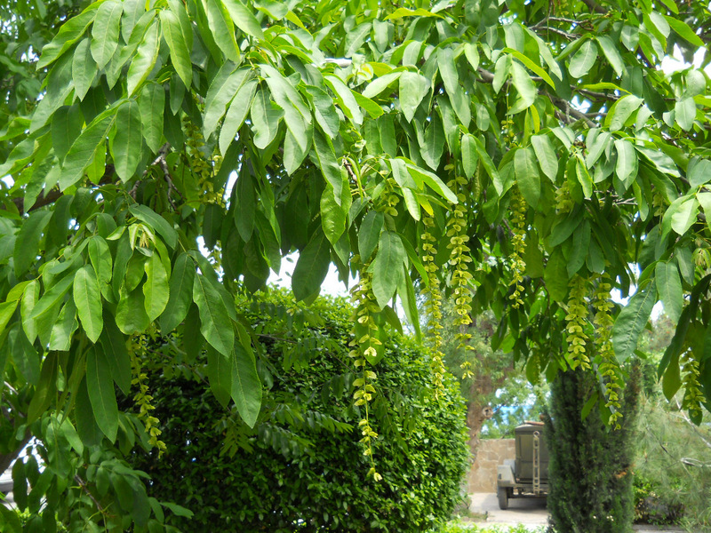 Image of Pterocarya fraxinifolia specimen.
