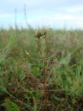 Galium tenuissimum