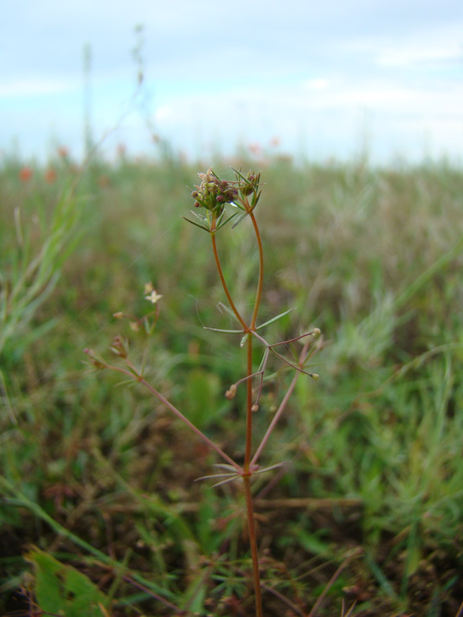 Изображение особи Galium tenuissimum.