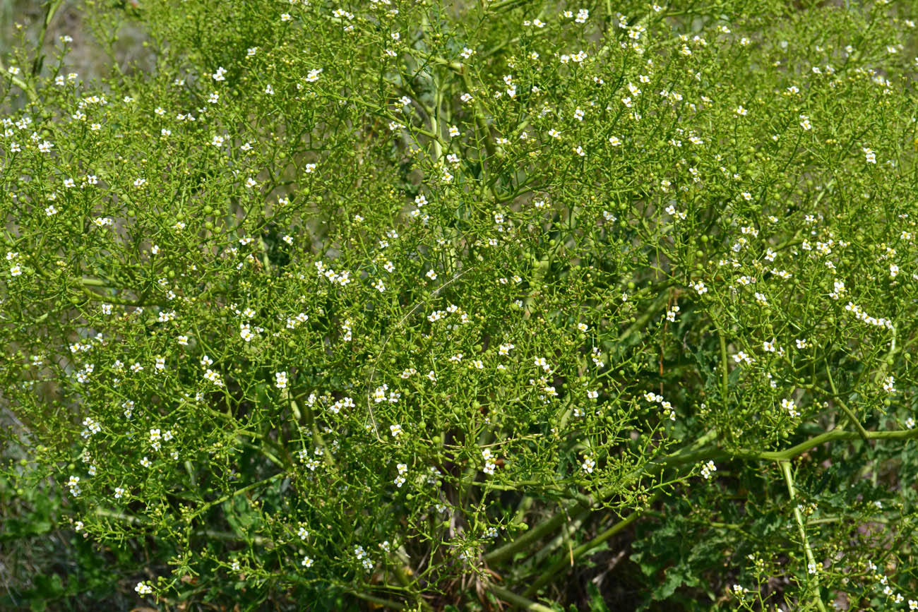 Изображение особи Crambe tataria.