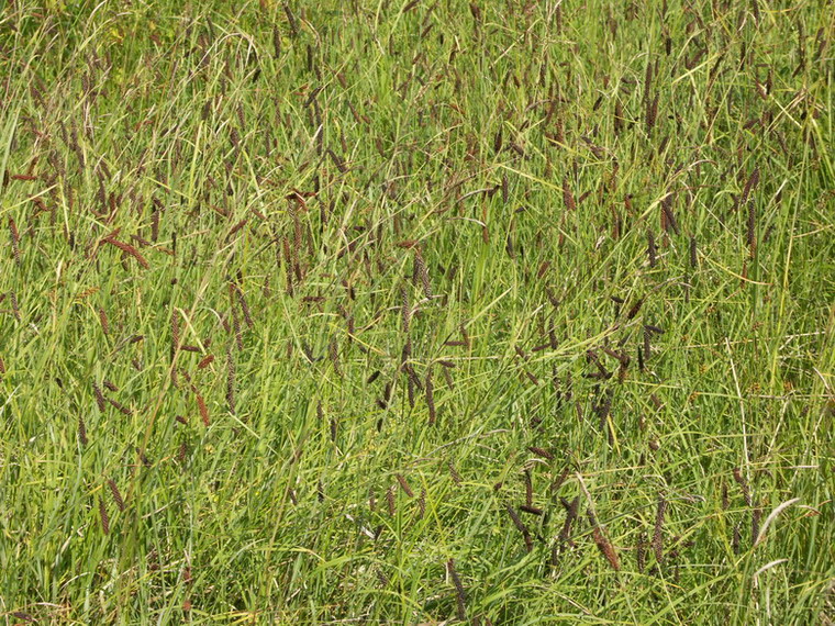 Image of Carex flacca specimen.