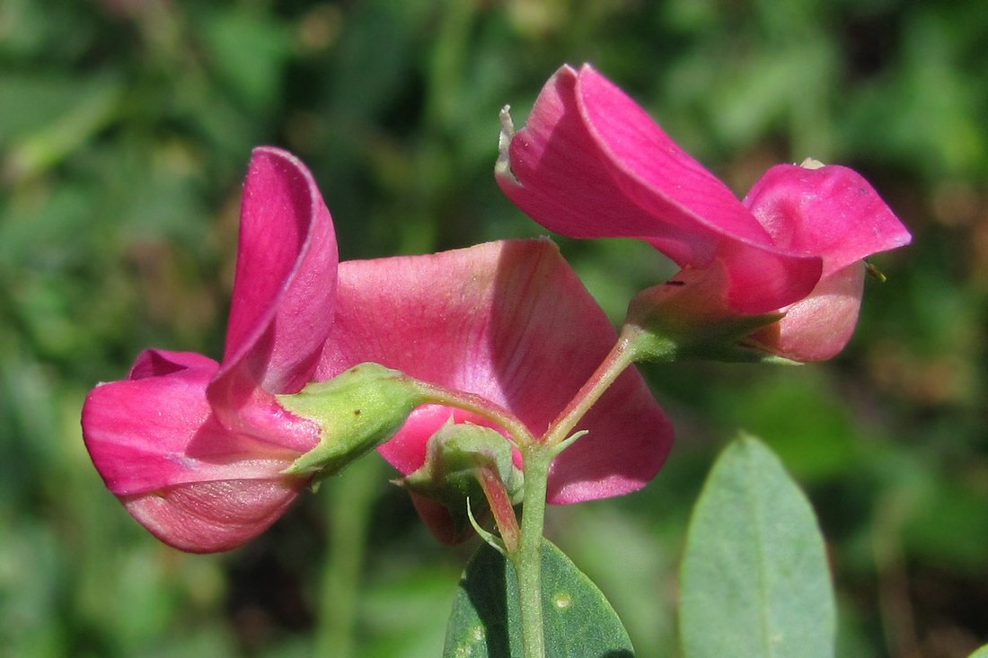 Image of Lathyrus tuberosus specimen.