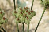Astrodaucus littoralis