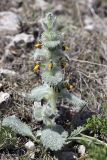 Paraeremostachys karatavica. Цветущее растение. Южный Казахстан, горы Каракус; высота 950 м н.у.м. 20.04.2012.