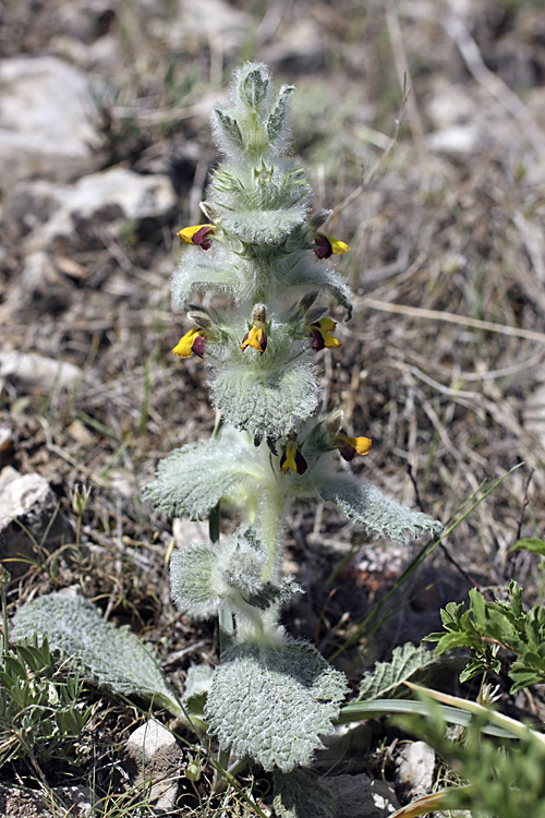 Image of Paraeremostachys karatavica specimen.