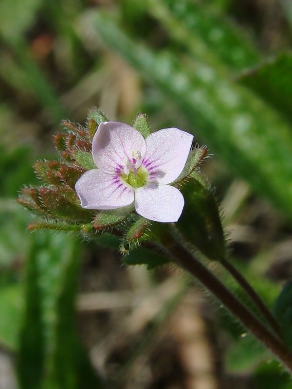 Image of Veronica praecox specimen.