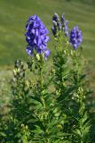 Aconitum nasutum. Верхушка цветущего растения. Республика Адыгея, плато Лаго-Наки, ур. Верх. Цица. 24.07.2012.