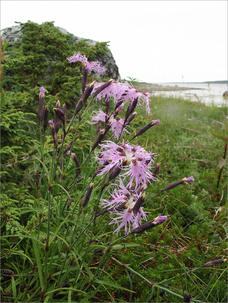 Image of Dianthus superbus ssp. norvegicus specimen.