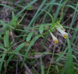 Melampyrum pratense. Верхушка цветущего растения. Курская обл., Железногорский р-н, с. Жидеевка, ур. Жидеевкая дача. 10 июля 2008 г.