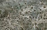 Eryngium campestre. Сухие соплодия. Краснодарский край, Ейский п-ов, коса Долгая. 25.10.2012.