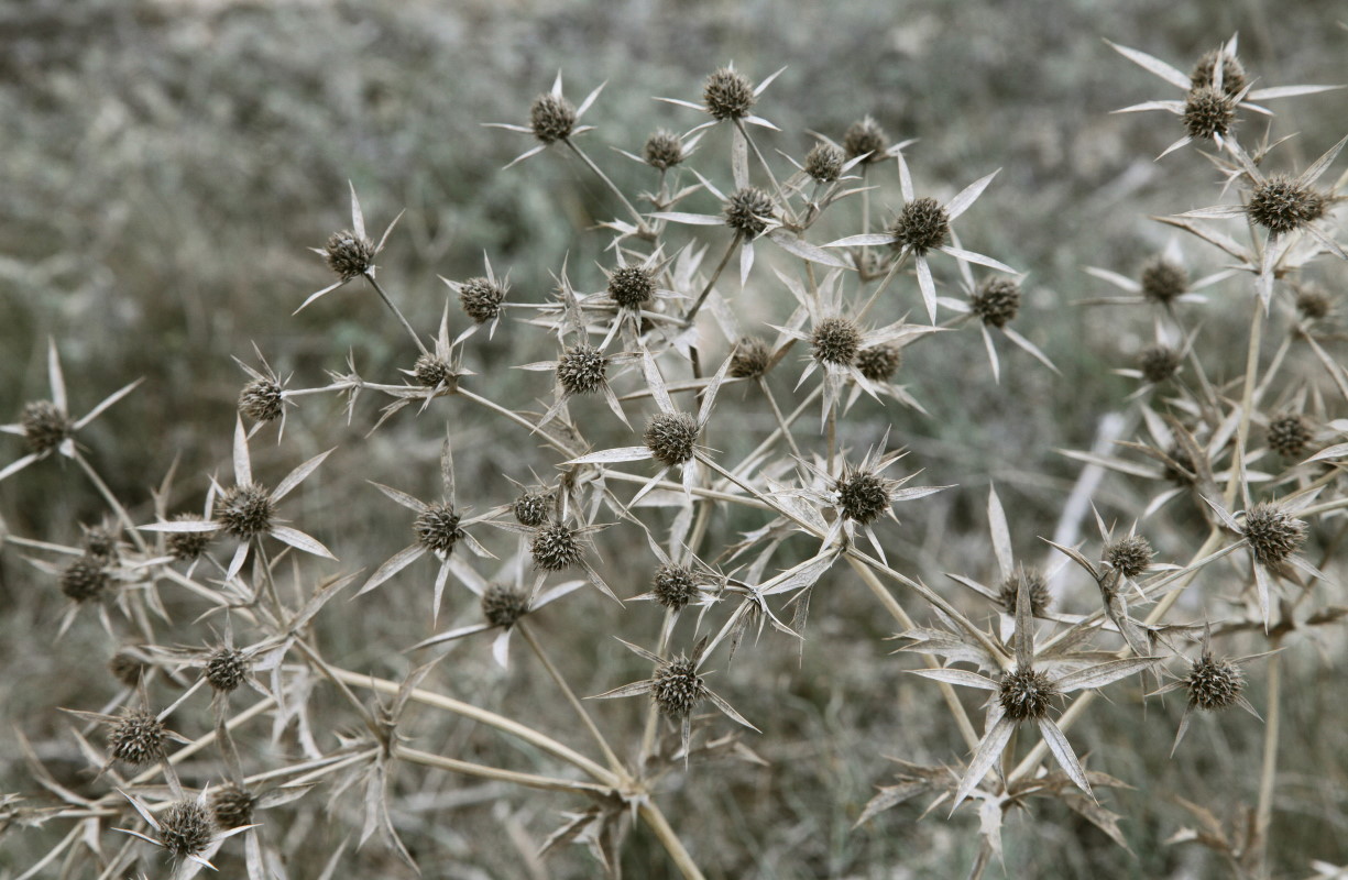 Изображение особи Eryngium campestre.