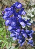 Vicia cracca. Соцветие. Коми, Княжпогостский р-н, пос. Серёгово, р. Вымь. 02.09.2012.
