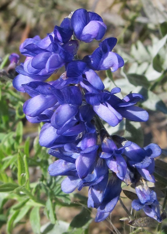 Image of Vicia cracca specimen.