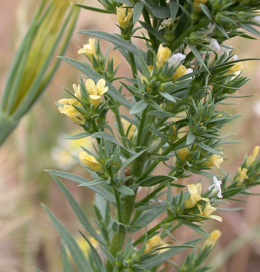 Изображение особи Linum strictum.