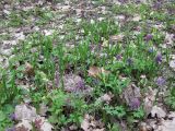 Tulipa biebersteiniana