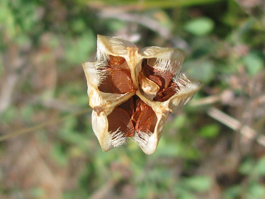 Image of Tulipa biebersteiniana specimen.