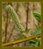 Salix viminalis. Женское соцветие. Чувашия, окрестности г. Шумерля, берег р. Сура, ниже устья р. Мочалка. 7 мая 2009 г.