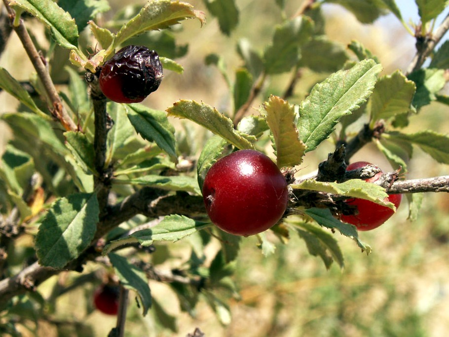 Image of Cerasus erythrocarpa specimen.