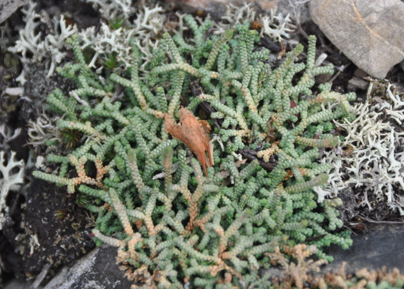 Image of Selaginella borealis specimen.