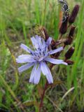 Lactuca sibirica. Распустившееся, отцветшие и нераскрывшиеся соцветия. Иркутская обл., оз. Байкал, о. Ольхон, окр. фермы Ташкай, берег залива Загли. 25.07.2012.