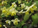 Epimedium × versicolor