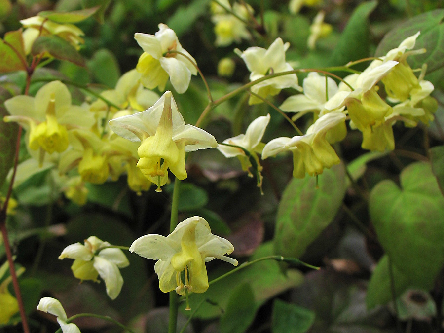 Image of Epimedium &times; versicolor specimen.
