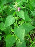 Lamium maculatum. Цветущее растение. Украина, Хмельницкая обл., Красиловский р-н, с. Терешки. 01.08.2010.
