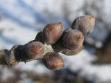 Populus alba. Верхушка побега с покоящимися почками. Украина, г. Запорожье, возле Гребного канала. 04.03.2012.