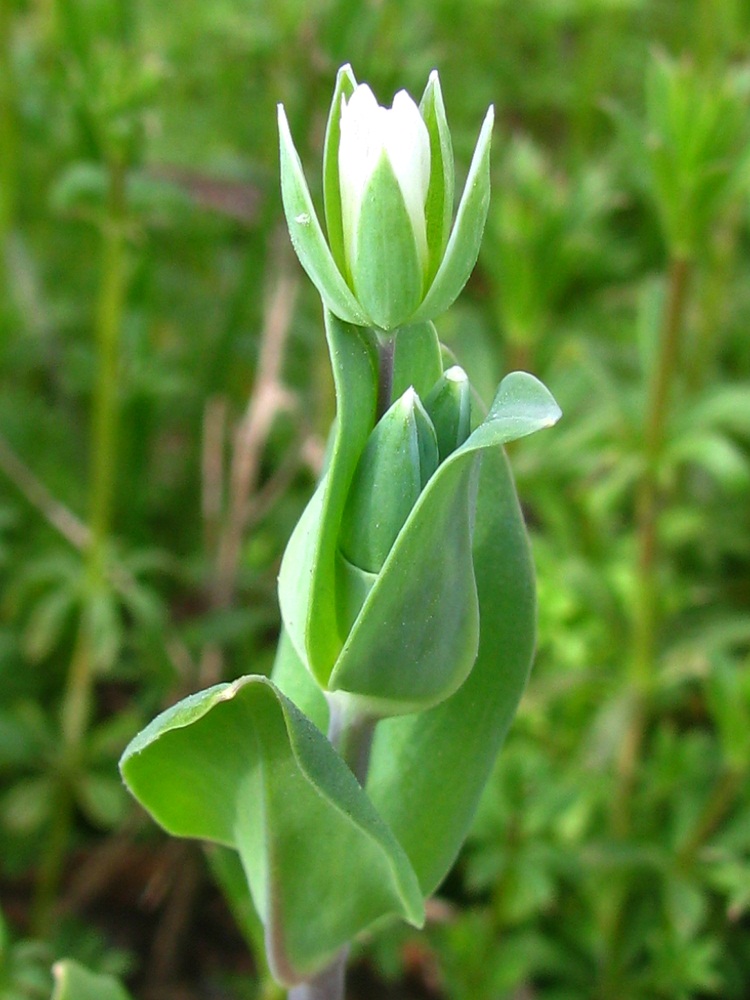 Изображение особи Cerastium perfoliatum.