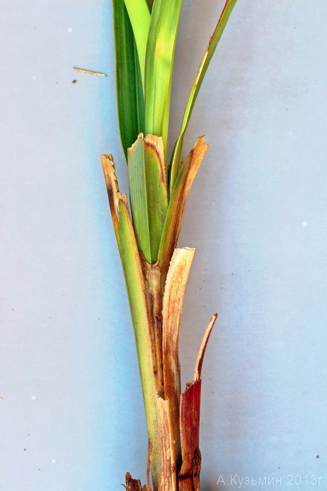 Изображение особи Carex × toezensis.