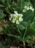 Trifolium leucanthum. Верхушка цветущего растения. Крым, окр. Ялты, пос. Голубой Залив, обочина. 30 апреля 2013 г.