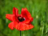 Papaver rhoeas