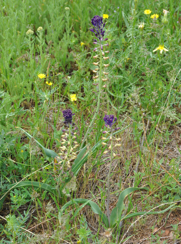 Image of Leopoldia caucasica specimen.