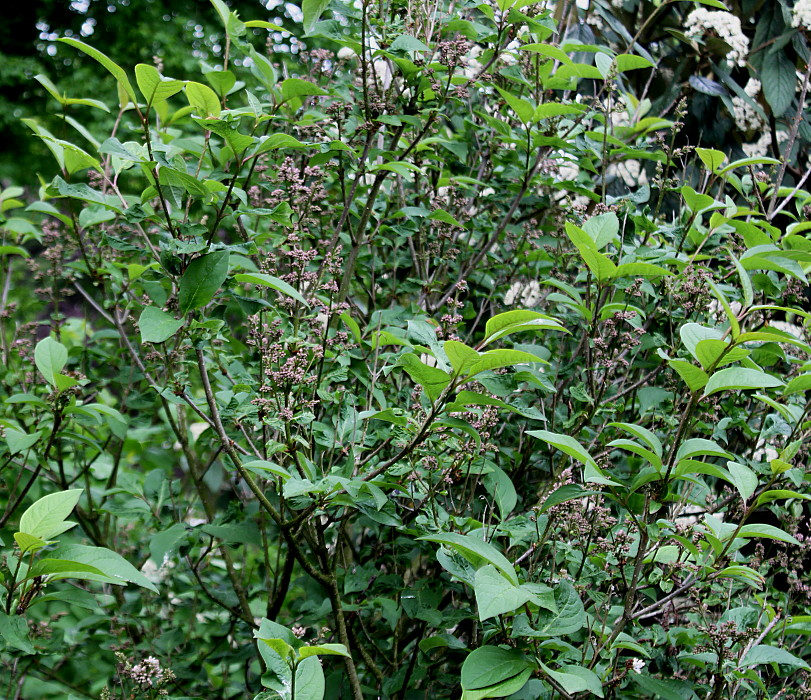 Image of Syringa wolfii specimen.