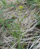 Draba nemorosa