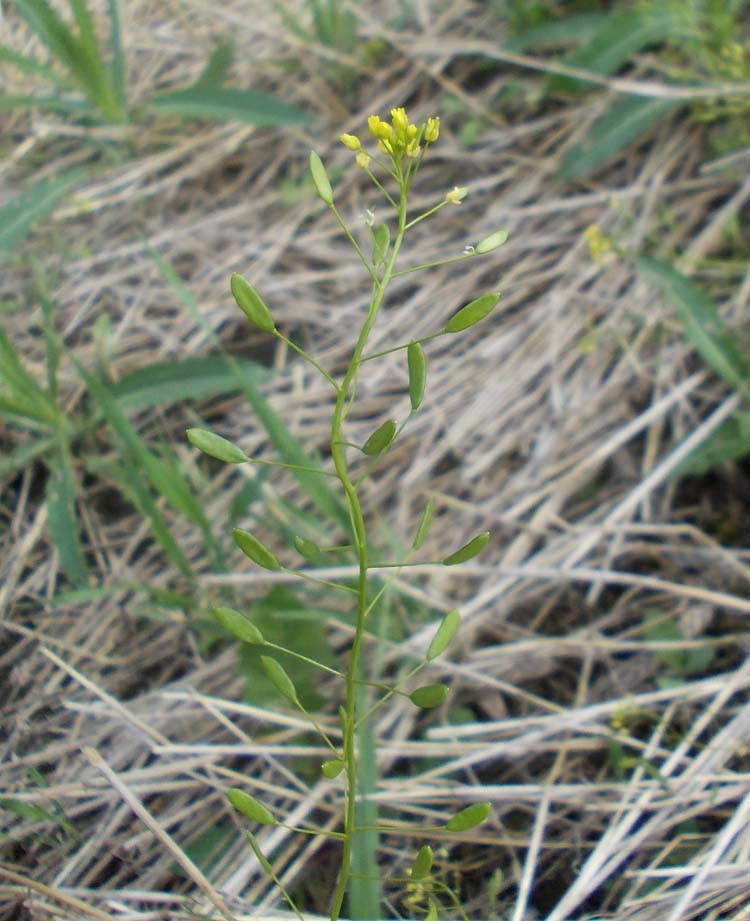 Image of Draba nemorosa specimen.
