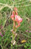 Onobrychis arenaria. Соцветие. Крым, окр. с. Перевальное, ур. Аян, луговая степь. 13 июня 2013 г.
