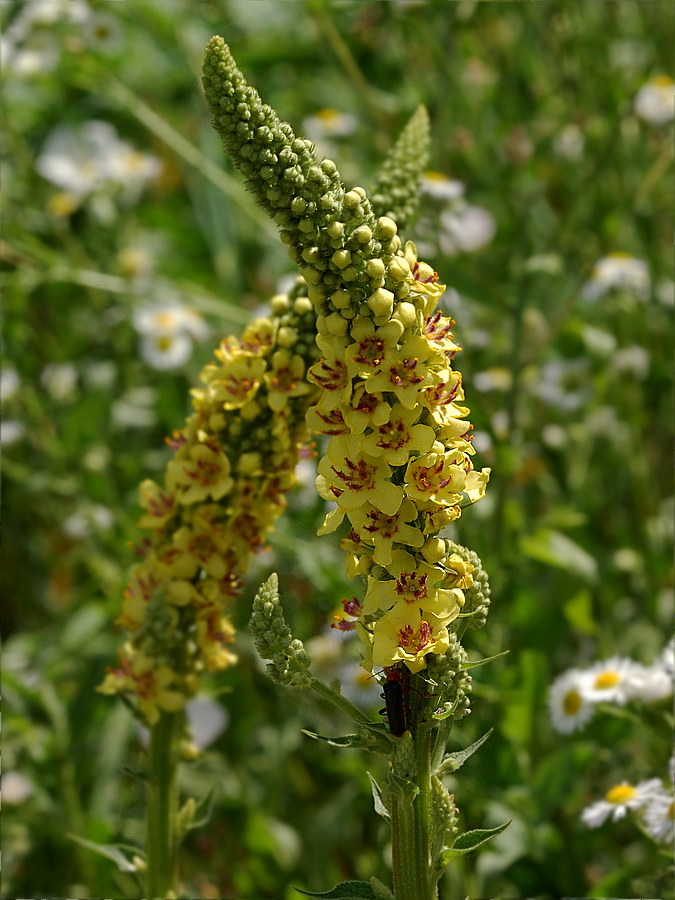 Изображение особи Verbascum nigrum.