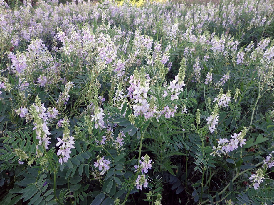 Image of Galega officinalis specimen.