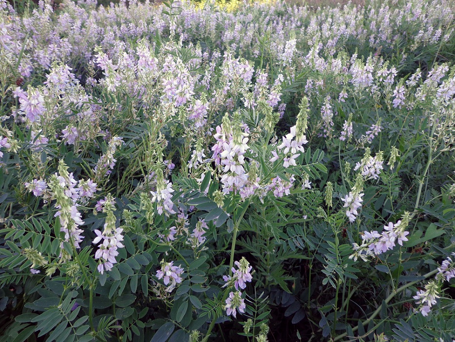 Изображение особи Galega officinalis.