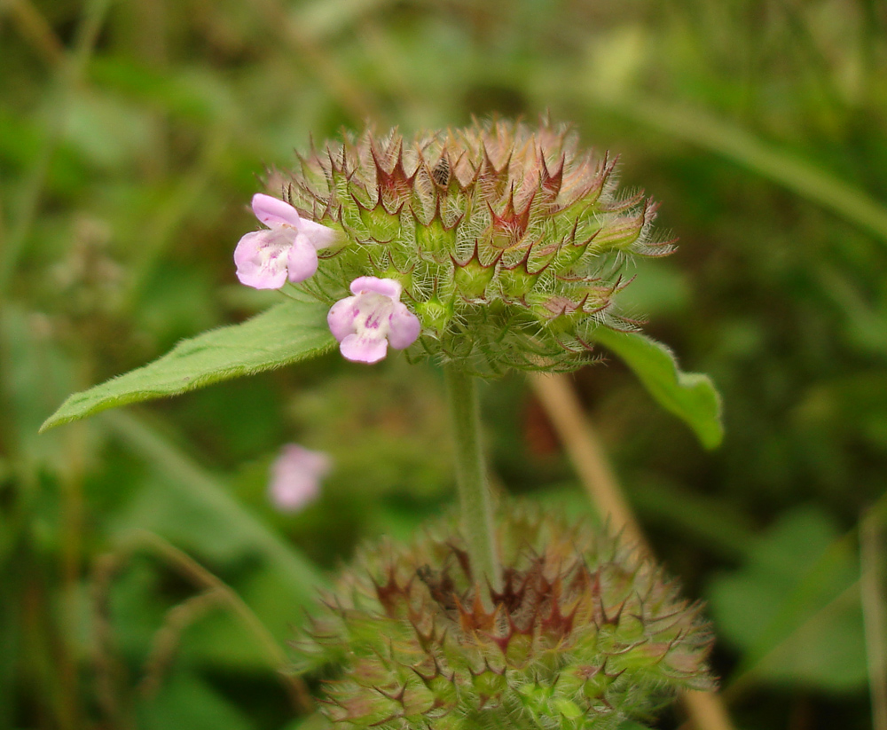 Image of Clinopodium caucasicum specimen.