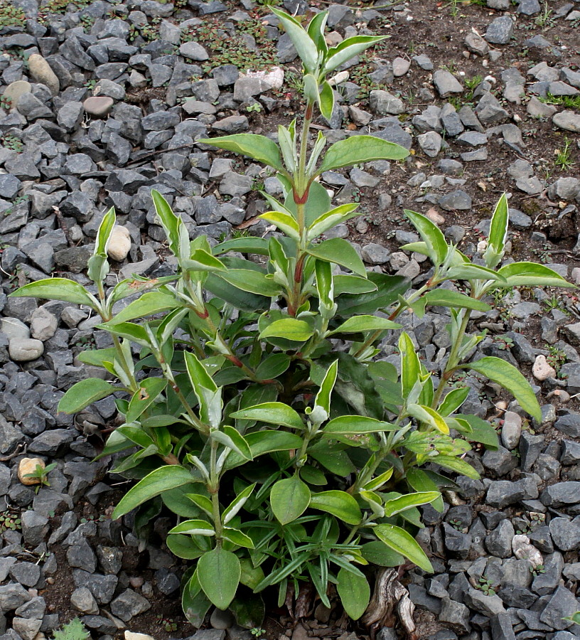 Image of Cistus laurifolius specimen.