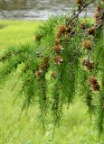Larix cajanderi