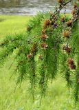 Larix cajanderi. Веточки с шишками. Якутия, Хангаласский улус, долина р. Синей. Июль 2013 г.