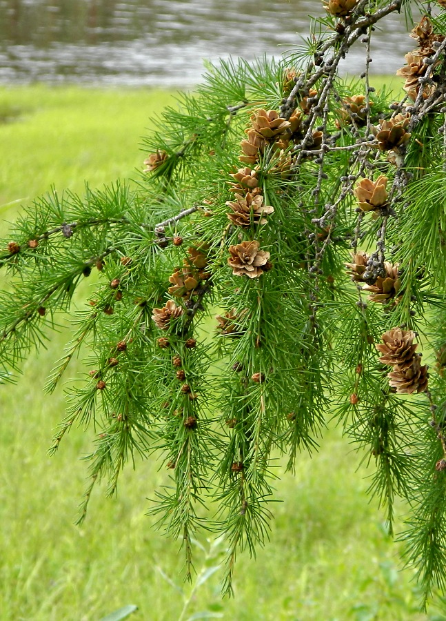 Изображение особи Larix cajanderi.