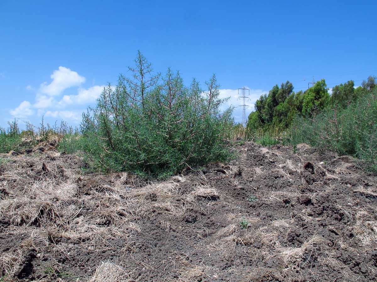 Image of Salsola soda specimen.