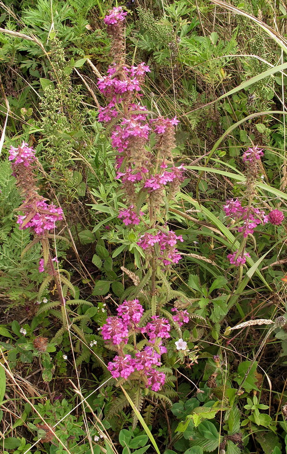 Изображение особи Pedicularis spicata.