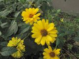 Heliopsis helianthoides ssp. scabra