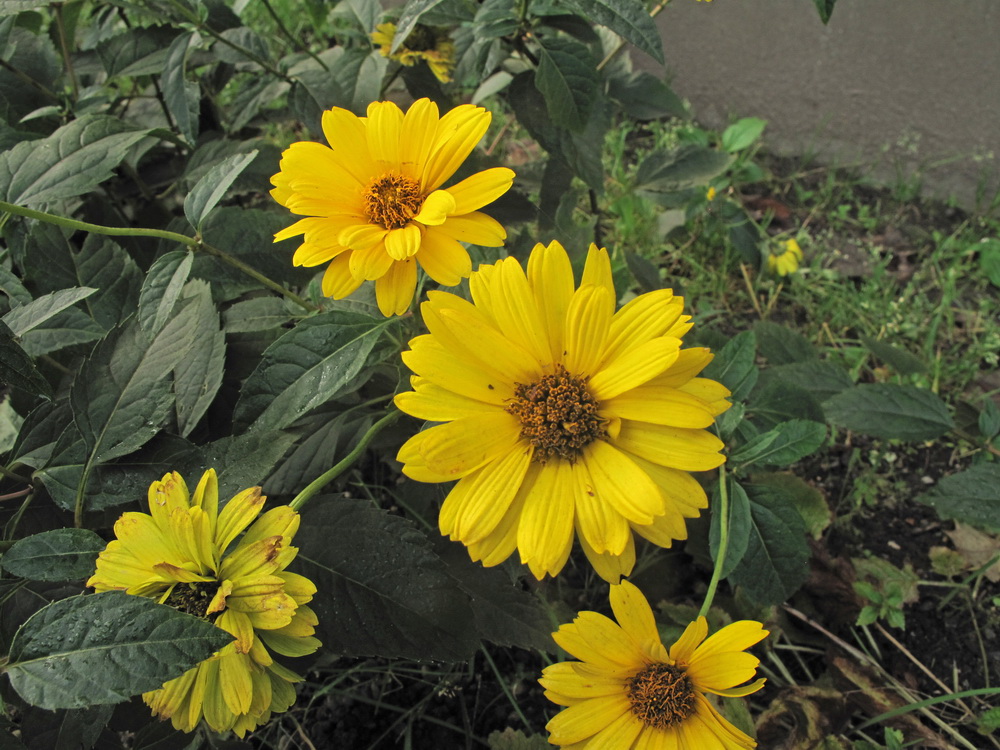 Изображение особи Heliopsis helianthoides ssp. scabra.