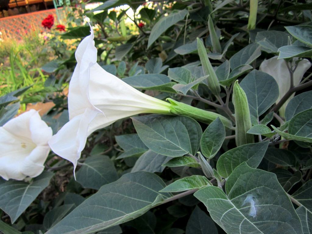 Изображение особи Datura innoxia.